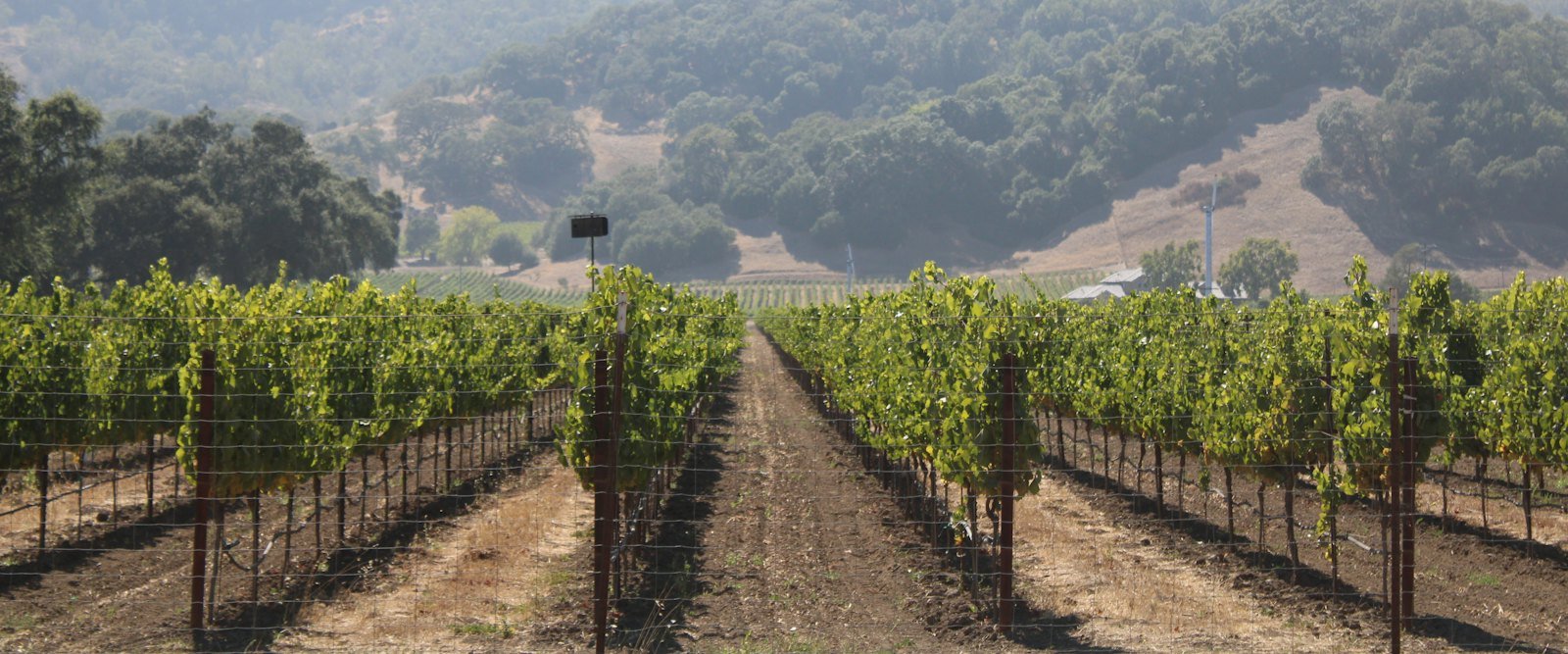 Rows of grape vines running across a Napa Valley vineyard